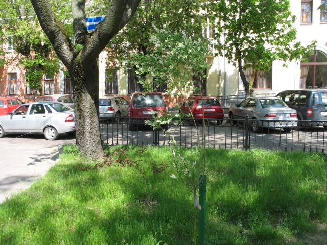 Ядовитые деревья в Бресте - еще несколько фото