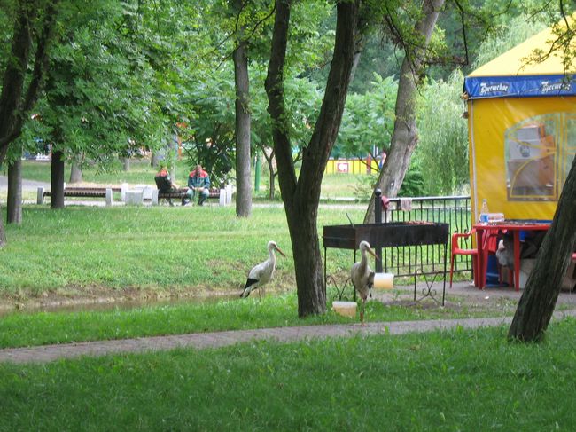 В парке аисты помогают жарить шашлыки (фото)