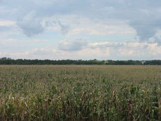 Сразу за Брестом огромное поле кукурузы сохнет и просится на уборку