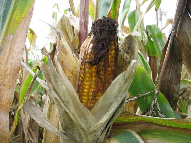 Сразу за Брестом огромное поле кукурузы сохнет и просится на уборку