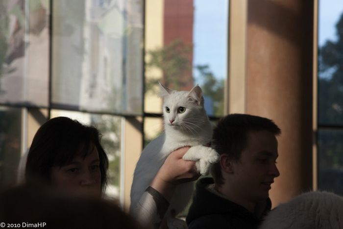 На выходных в Бресте прошла ежегодная выставка кошек