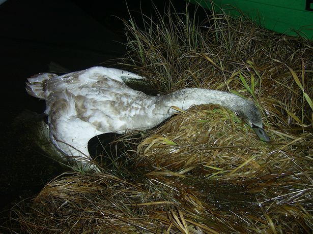 В Барановичском районе расстреляли лебедей