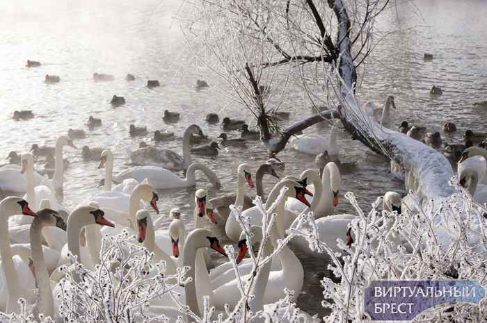 Лебеди на Мухавце устроились на зимовку на старом месте