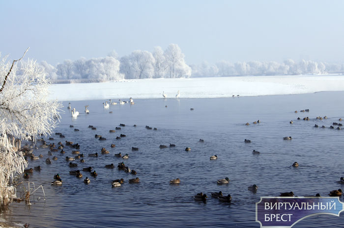 Лебеди на Мухавце устроились на зимовку на старом месте