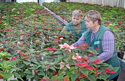 Тепличный комбинат «Берестье» к праздникам планирует реализовать более 5 тыс. цветов рождественника