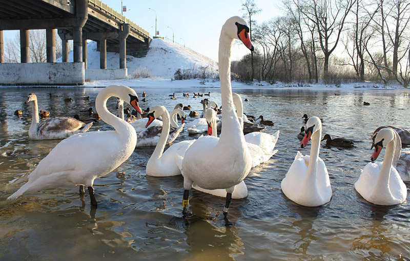 Более сотни лебедей-шипунов снова зазимовали на реке Мухавец в Бресте