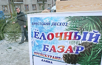 Елочные базары открылись в Брестской области