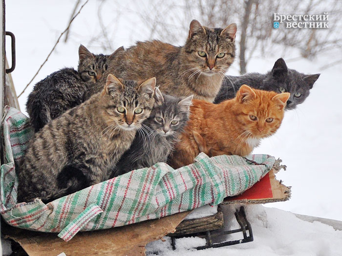 Из серии "Брестские коты" (фото-творчество)