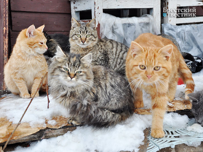 Из серии "Брестские коты" (фото-творчество)