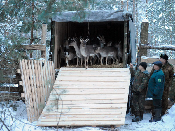 В Березовское лесничество Барановичского лесхоза завезено 16 ланей