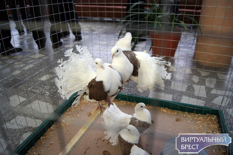 Представители четырех стран посетили выставку голубей и декоративных птиц в Бресте