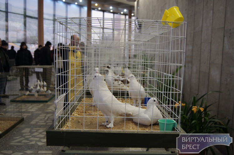 Птички... Репортаж с III областной выставки голубей и декоративных птиц (фото)