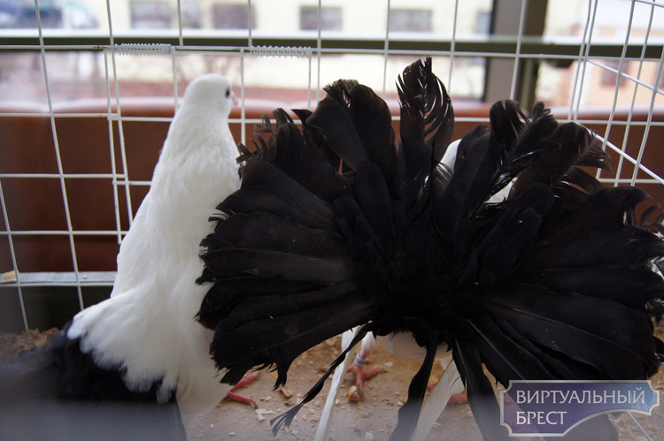 Птички... Репортаж с III областной выставки голубей и декоративных птиц (фото)