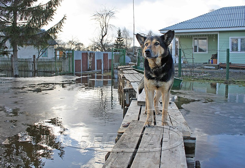 Еще до прихода весеннего паводка деревня Непли под Брестом — во власти воды