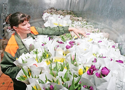 Более 30 тыс. цветов поставит на рынки Бреста ГУПП «Брестзеленстрой» к 8 марта