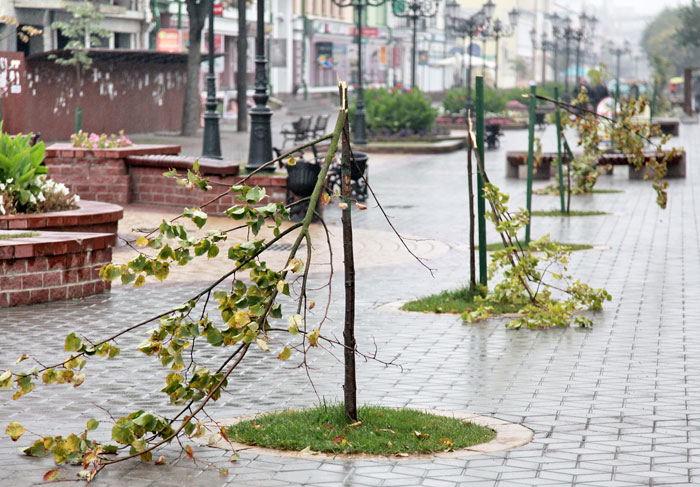 На ул. Советской в Бресте вандалы сломали молодые деревца  (обновлено)