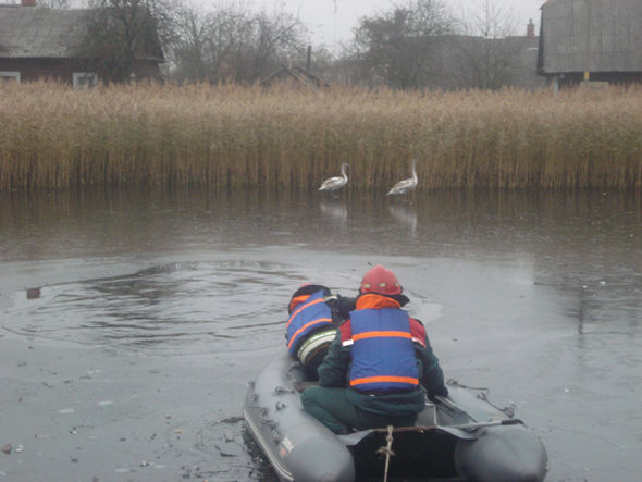 Работники Пружанского МЧС спасают лебедей