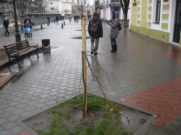 Сегодня сломали еще одно дерево на аллее ул. Советской