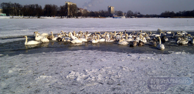 На Мухавце замерзают оставшиеся зимовать лебеди