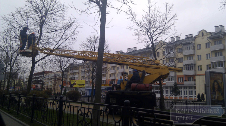 В Бресте на б. Шевченко снова делают деревья-одуванчики