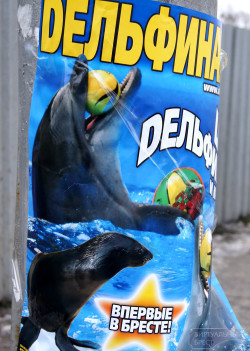 В Бресте внезапно появился дельфинарий...