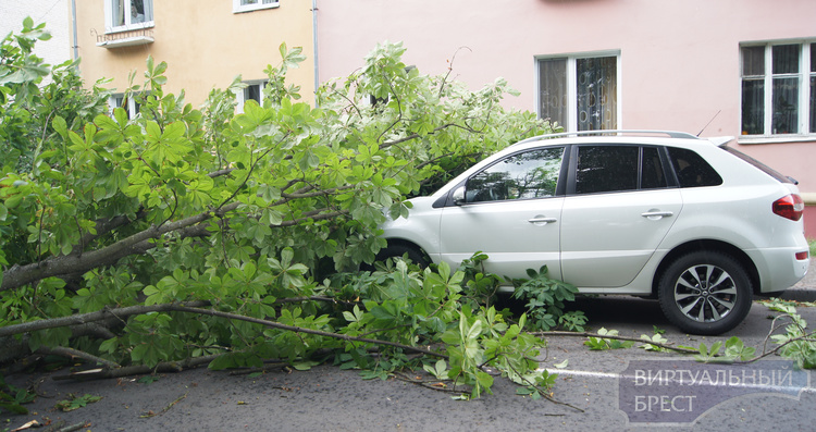 В Бресте упало 40 деревьев, повреждено четыре автомобиля