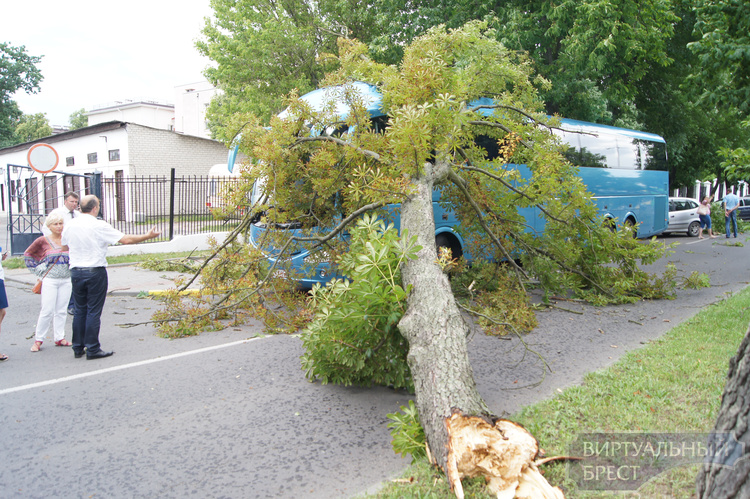 В Бресте упало 40 деревьев, повреждено четыре автомобиля