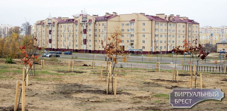 1000 деревьев к 1000-летию Бреста. Брестский горисполком объявляет акцию